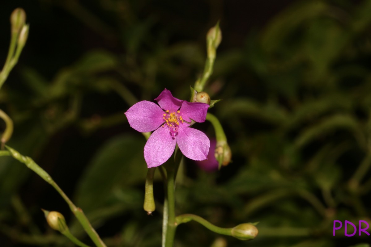 Talinum fruticosum (L.) Juss.